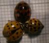 89581 – Photo : B. Bal – France (74)