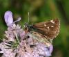 89967 – Photo : Pelouard – France (74)