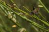 89807 – Photo : Michel Renou – France (04)