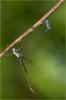 89178 – Photo : Jacques-Alexis Real – Martinique