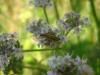 89390 – Photo : Théalie Dhellemmes – France (62)