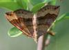 89900 – Photo : patrick derennes – France (77)