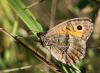 89907 – Photo : patrick derennes – France (77)