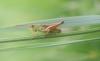 89245 – Photo : Maxime Beaujeon – France (49)