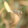 89270 – Photo : Maxime Beaujeon – France (49)