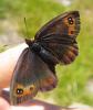 89766 – Photo : Fanny. C – France (64)