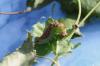 89305 – Photo : Dominique THAUVIN – France (45)