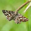 89409 – Photo : Bernard VENEAU – France (41)