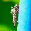 89435 – Photo : Bernard VENEAU – France (41)