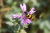 89921 – Photo : Rv – France (83)