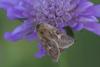 89504 – Photo : Michel Ehrhardt – France (68)