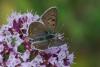 Lycaena tityrus