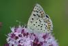 Lycaena tityrus