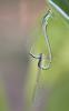 89739 – Photo : Gilles SALAMA – France (31)