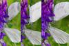 89724 – Photo : Pascal Vigneron – France (52)