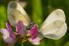 89723 – Photo : Pascal Vigneron – France (52)