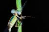 89709 – Photo : Denis Gaschignard – Guyane française