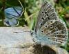 89658 – Photo : gyps – France (65)