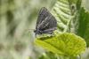 89070 – Photo : Thierry Madigou – France (07)