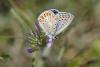 89292 – Photo : Thierry Madigou – France (07)