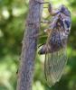 89298 – Photo : H. Dumas – France (13)