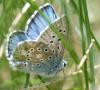 89663 – Photo : gyps – France (65)