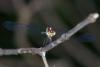 89469 – Photo : Denis Gaschignard – Guyane française