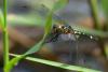 89643 – Photo : Denis Gaschignard – Guyane française