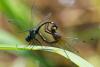 89644 – Photo : Denis Gaschignard – Guyane française