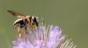 89327 – Photo : Gilles SALAMA – France (31)
