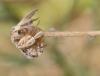 89227 – Photo : jean louis Besson – France (83)