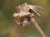 89225 – Photo : jean louis Besson – France (83)