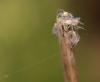 Oxyopes sp.