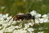 89233 – Photo : Patrick Le Mao – France (35)