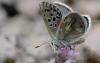 89068 – Photo : gyps – France (65)