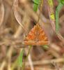 89542 – Photo : Josselyne Bayle – France (33)
