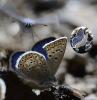 89629 – Photo : gyps – France (65)