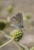 89416 – Photo : Thierry.madigou@wanadoo.fr – France (07)