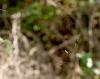 89015 – Photo : jean louis Besson – France (83)
