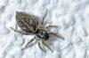 89358 – Photo : Christophe Quintin – France (22)
