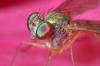 89740 – Photo : Christophe Quintin – France (22)