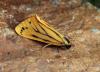 Setina irrorella