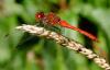 89174 – Photo : Vincent VALLI – France (10)