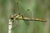 89797 – Photo : Guillaume D – France (21)