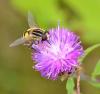 89411 – Photo : Josselyne Bayle – France (33)