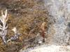 89561 – Photo : jean louis Besson – France (06)