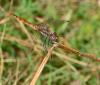 89415 – Photo : Josselyne Bayle – France (33)