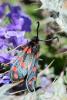 89189 – Photo : gyps – France (65)
