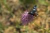 89463 – Photo : Michel Renou – France (04)