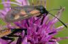 89716 – Photo : Pascal Vigneron – France (52)
